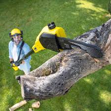 Best Lawn Disease Treatment  in Maria Stein, OH