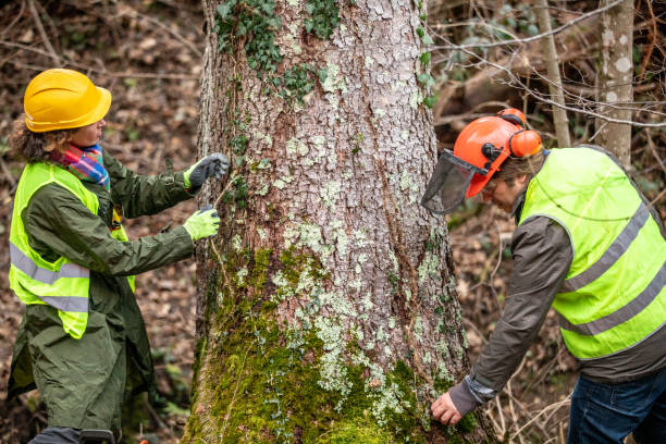 Best Storm Damage Tree Cleanup  in Maria Stein, OH